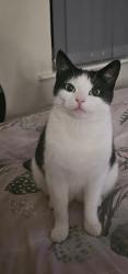 Reunited Female Cat last seen Bedford Square , Greater Manchester, England WN7