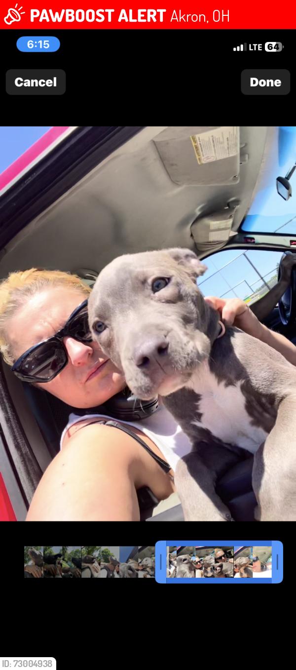 Lost Female Dog last seen Newton Ave, Akron, OH 44305