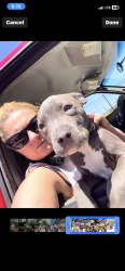 Lost Female Dog last seen Newton Ave, Akron, OH 44305