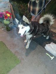 Found/Stray Male Dog last seen 6th st and Bristol , Santa Ana, CA 92703