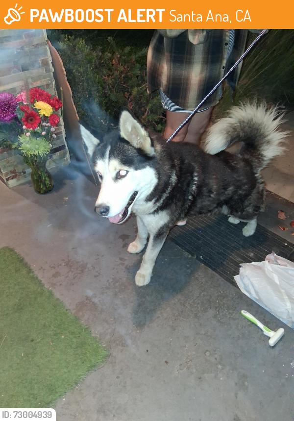 Found/Stray Male Dog last seen 6th st and Bristol , Santa Ana, CA 92703