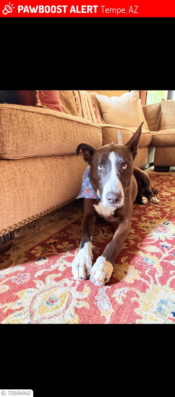 Lost Male Dog last seen Rita ,corona high school , Tempe, AZ 85281