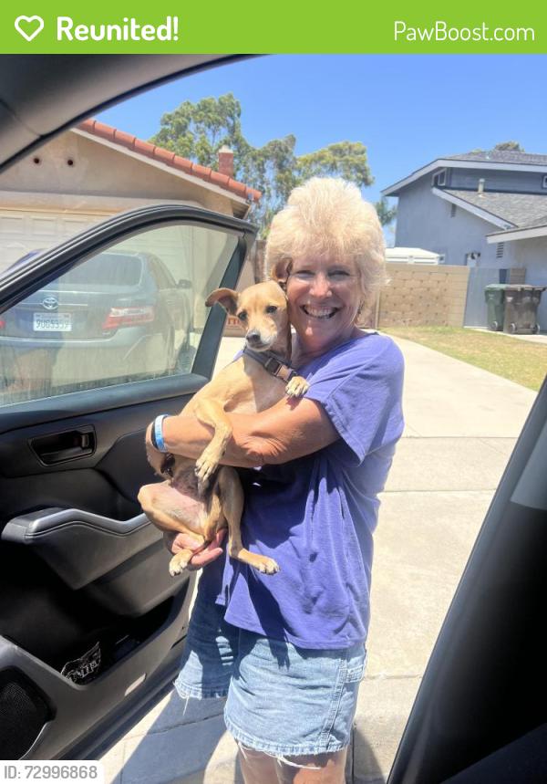 Reunited Male Dog last seen Springdale & Warner; Carr Park, Huntington Beach, CA 92648