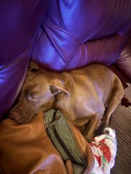 Lost Female Dog last seen Burwell, Carrollton, GA 30117