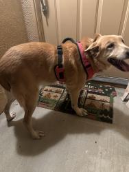 Found/Stray Female Dog last seen At the hses across the community pool., Palm Desert, CA 92211