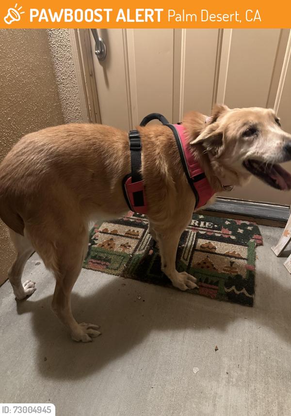 Found/Stray Female Dog last seen At the hses across the community pool., Palm Desert, CA 92211