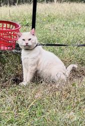 Lost Male Cat last seen Around the deadend there is a trailer/camper on the west side of Riverbluff Dr. where he lived, Winder, GA 30680