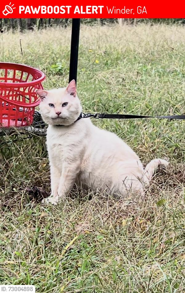 Lost Male Cat last seen Around the deadend there is a trailer/camper on the west side of Riverbluff Dr. where he lived, Winder, GA 30680