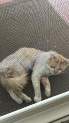 Found/Stray Male Cat last seen Bellflower , Adelanto, CA 92301