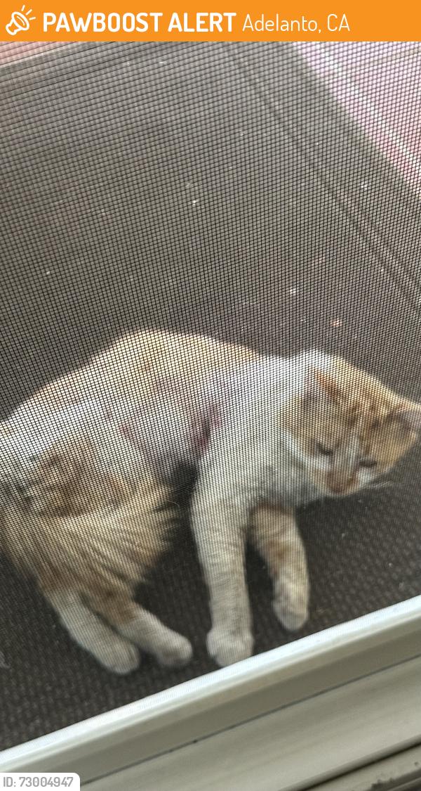 Found/Stray Male Cat last seen Bellflower , Adelanto, CA 92301