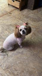 Lost Female Dog last seen Lake mead blvd and Mt Rainer ave , Sunrise Manor, NV 89156