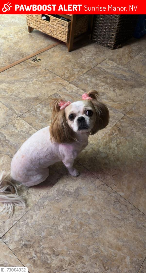 Lost Female Dog last seen Lake mead blvd and Mt Rainer ave , Sunrise Manor, NV 89156