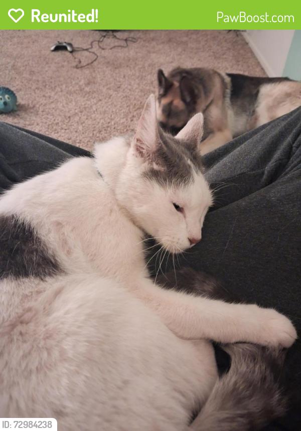 Reunited Male Cat last seen Timbercreek Dr, Redding, CA 96002