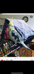 Lost Male Bird last seen Woodshire Way Glen Allen , Glen Allen, VA 23060