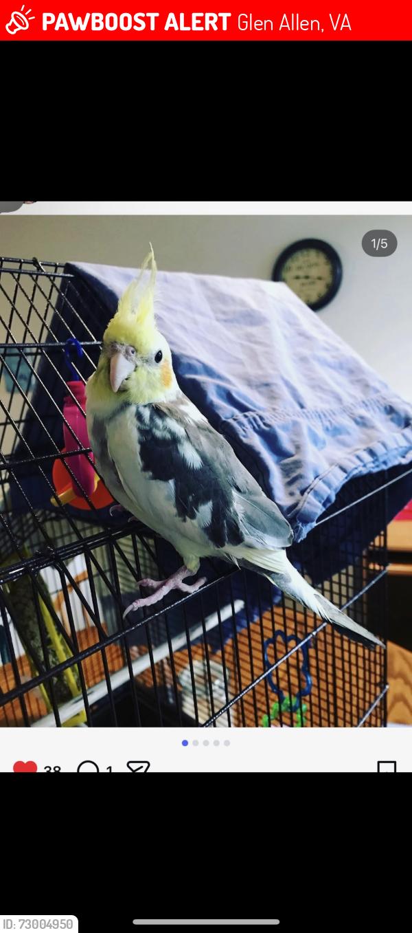 Lost Male Bird last seen Woodshire Way Glen Allen , Glen Allen, VA 23060