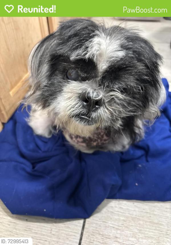 Reunited Male Dog last seen 6th & Rose Ave, Los Angeles, CA 90291