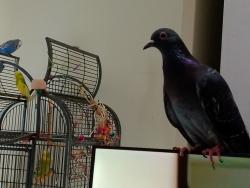 Lost Male Bird last seen Harrow, Harrow, England 