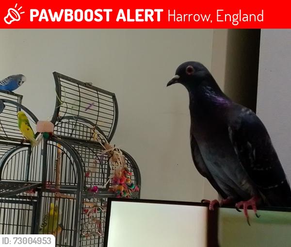 Lost Male Bird last seen Harrow, Harrow, England 