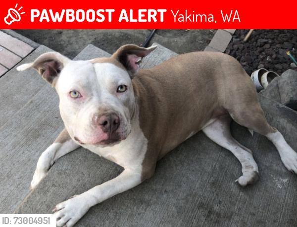 Lost Female Dog last seen By S Fair Ave and E Spruce St, Yakima, WA 98901