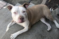 Lost Female Dog last seen By S Fair Ave and E Spruce St, Yakima, WA 98901