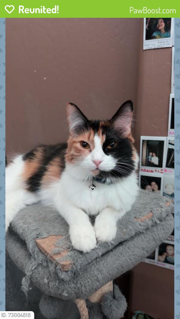 Reunited Female Cat last seen 73rd ave and Red Hawk Dr, Peoria, AZ 85383