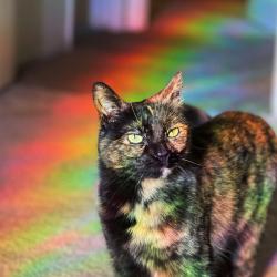 Lost Female Cat last seen Mohawk and Sandia, Apple Valley, CA 92308