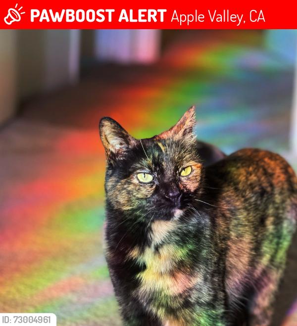 Lost Female Cat last seen Mohawk and Sandia, Apple Valley, CA 92308