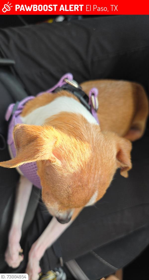 Lost Female Dog last seen Maxwell Ave, Moonlight Ave, El Paso, TX 79904