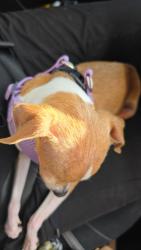 Lost Female Dog last seen Maxwell Ave, Moonlight Ave, El Paso, TX 79904