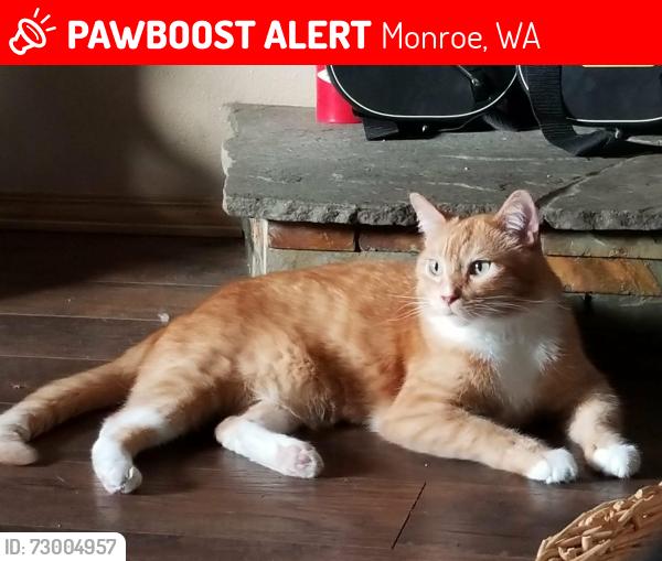 Lost Male Cat last seen Safeway, Monroe, WA 98272