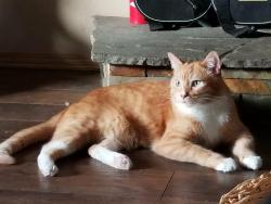 Lost Male Cat last seen Safeway, Monroe, WA 98272