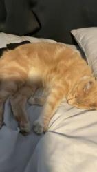 Reunited Male Cat last seen Pamela Ct and Santa Barbara St, Santa Paula, CA 93060