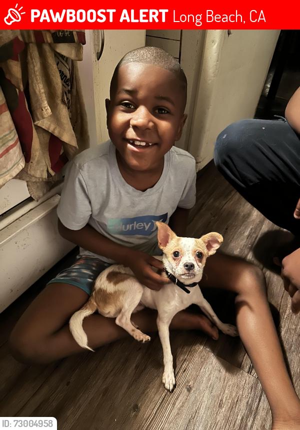 Lost Male Dog last seen 55th @ Atlantic , Long Beach, CA 90805
