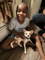 Lost Male Dog last seen 55th @ Atlantic , Long Beach, CA 90805