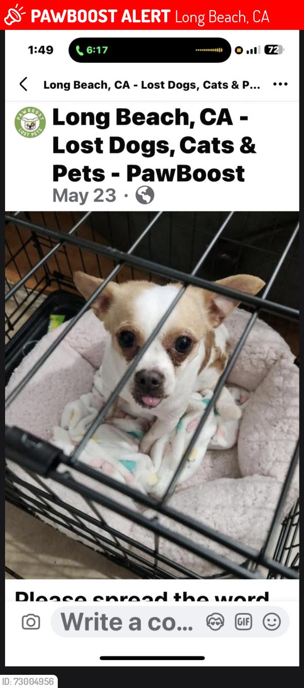 Lost Male Dog last seen Atlantic and 56th st long beach.ca 90895, Long Beach, CA 90805
