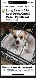Lost Male Dog last seen Atlantic and 56th st long beach.ca 90895, Long Beach, CA 90805