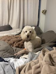 Lost Male Dog last seen Near San Carlos and 12th by SJSU, San Jose, CA 95112