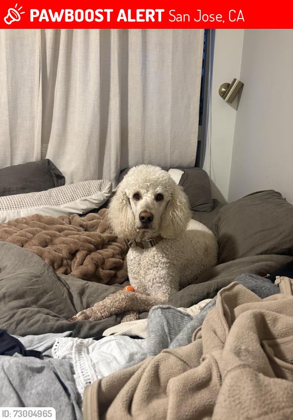Lost Male Dog last seen Near San Carlos and 12th by SJSU, San Jose, CA 95112