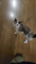 Lost Female Cat last seen Monbulk Road, Mount Evelyn, VIC 3796