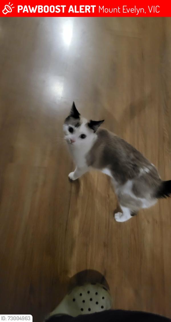 Lost Female Cat last seen Monbulk Road, Mount Evelyn, VIC 3796