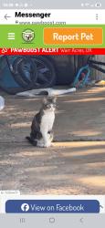 Lost Female Cat last seen Nw 61 and Nw 62 and McArthur , Warr Acres, OK 73122