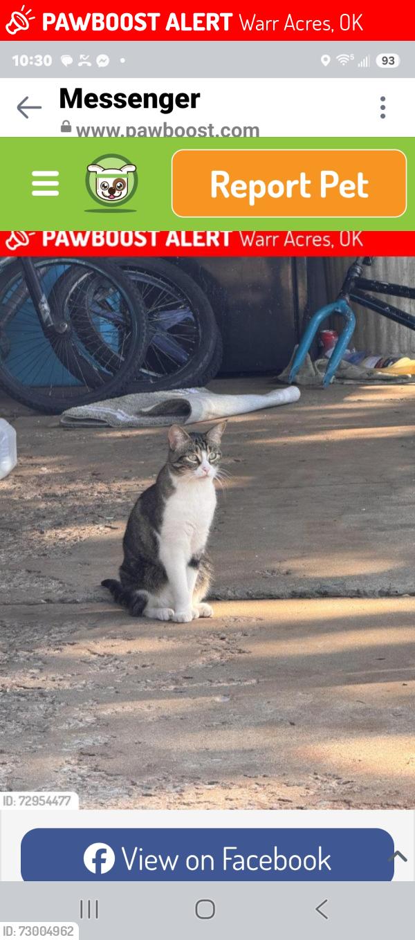 Lost Female Cat last seen Nw 61 and Nw 62 and McArthur , Warr Acres, OK 73122