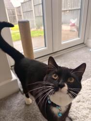 Lost Male Cat last seen Thomas Parker Drive, Telford and Wrekin, England TF7 5FP