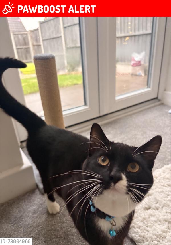 Lost Male Cat last seen Thomas Parker Drive, Telford and Wrekin, England TF7 5FP