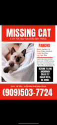 Lost Male Cat last seen Near broadway Chula Vista , Chula Vista, CA 91910