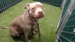 Shelter Stray Female Dog last seen , 11258 Garfield Ave, Downey, CA 90242, USA