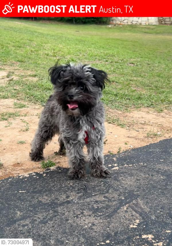 Lost Male Dog last seen Vi Collina apmts 2401 E Oltorf St,Austin , Austin, TX 78741