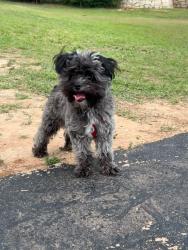 Lost Male Dog last seen Vi Collina apmts 2401 E Oltorf St,Austin , Austin, TX 78741