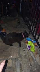 Found/Stray Female Cat last seen Barranca and galatea, Glendora, CA 91740