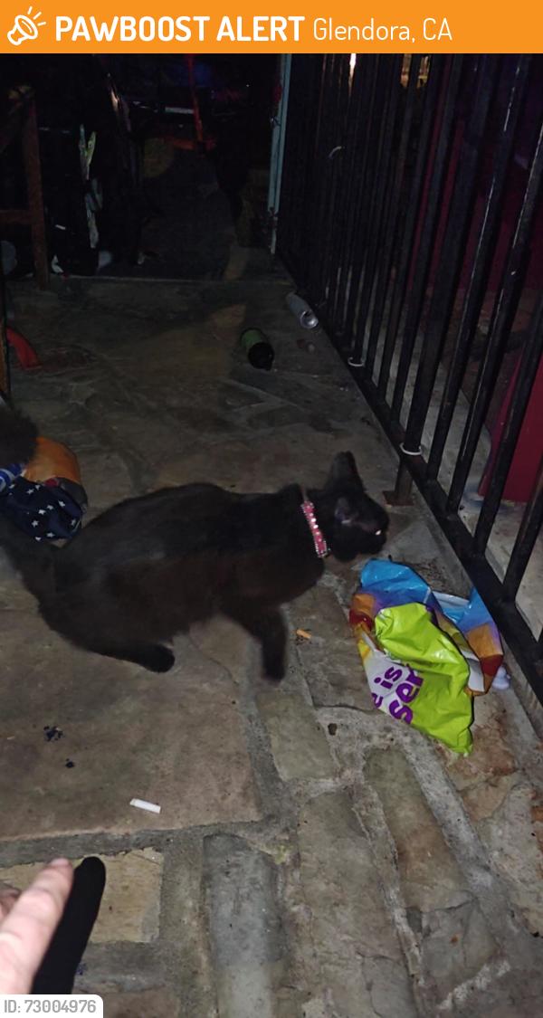 Found/Stray Female Cat last seen Barranca and galatea, Glendora, CA 91740